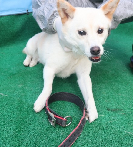 제주 동물보호센터_450650202403579